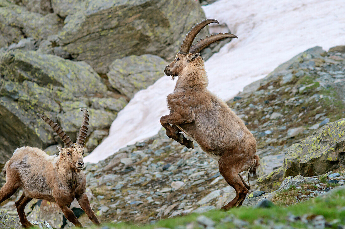 Two ibex fighting, Giro di Monviso, Monte Viso, Monviso, Cottian Alps, Piedmont, Italy