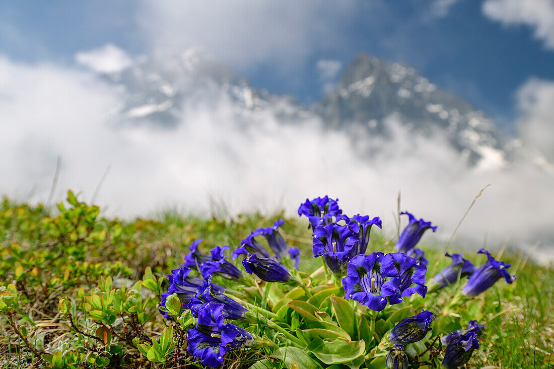 Gentian with mountains in clouds in background, Giro di Monviso, Monte Viso, Monviso, Cottian Alps, Piedmont, Italy