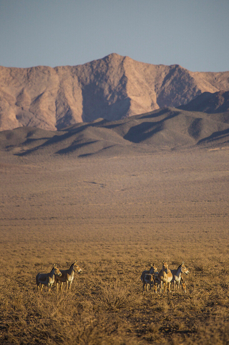 Persian onager in Khar Turan national park, Iran, Asia