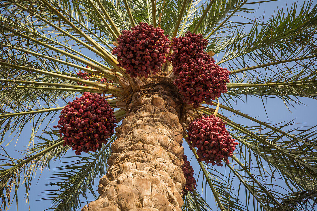 dates on palm tree in Bam, Iran, Asia