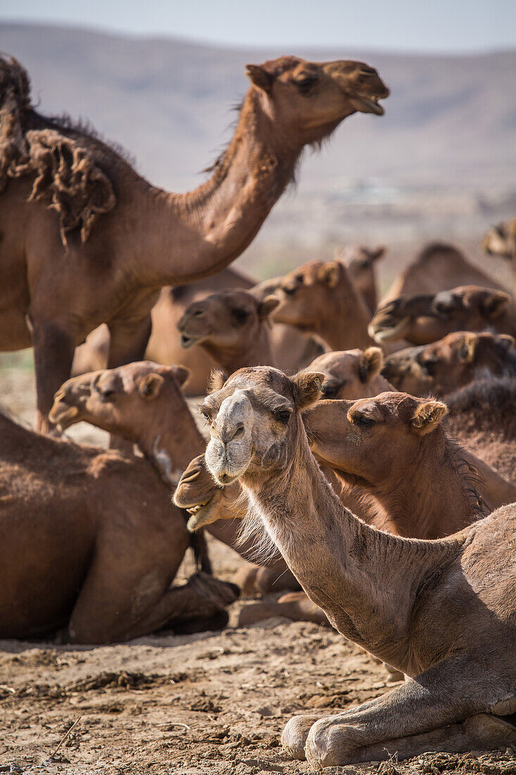 Camels in the desert, Iran, Asia