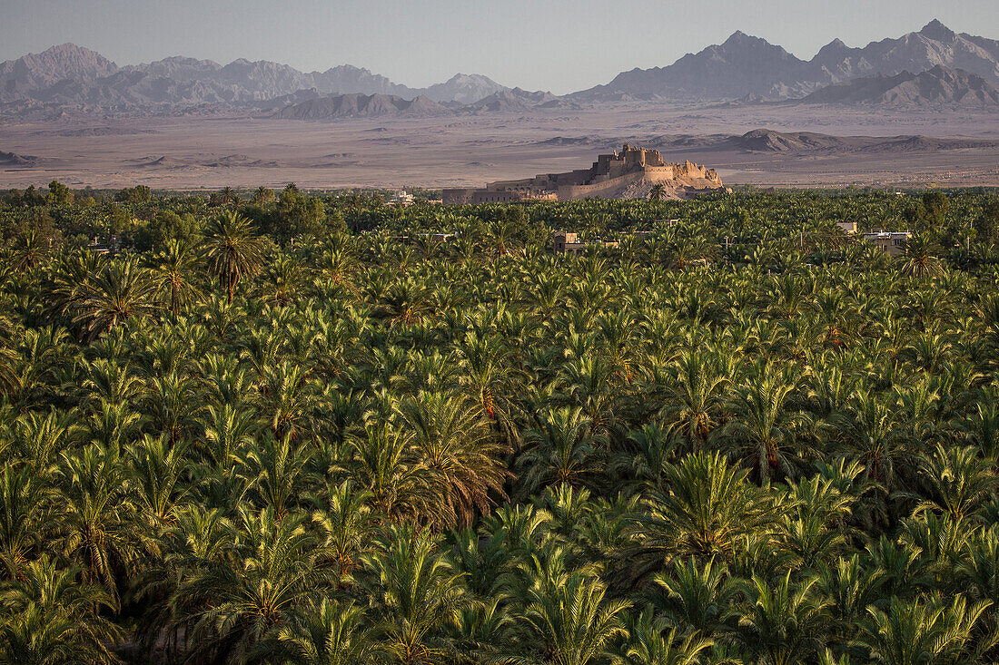 Dattelpalmen der Lehmstadt Bam, Iran, Asien