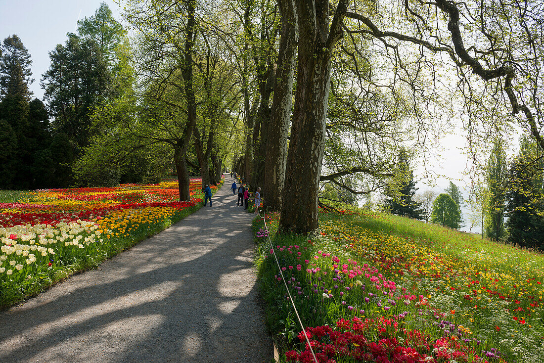 blühende Tulpenwiese im Frühling, Insel Mainau, Bodensee, Baden-Württemberg, Deutschland
