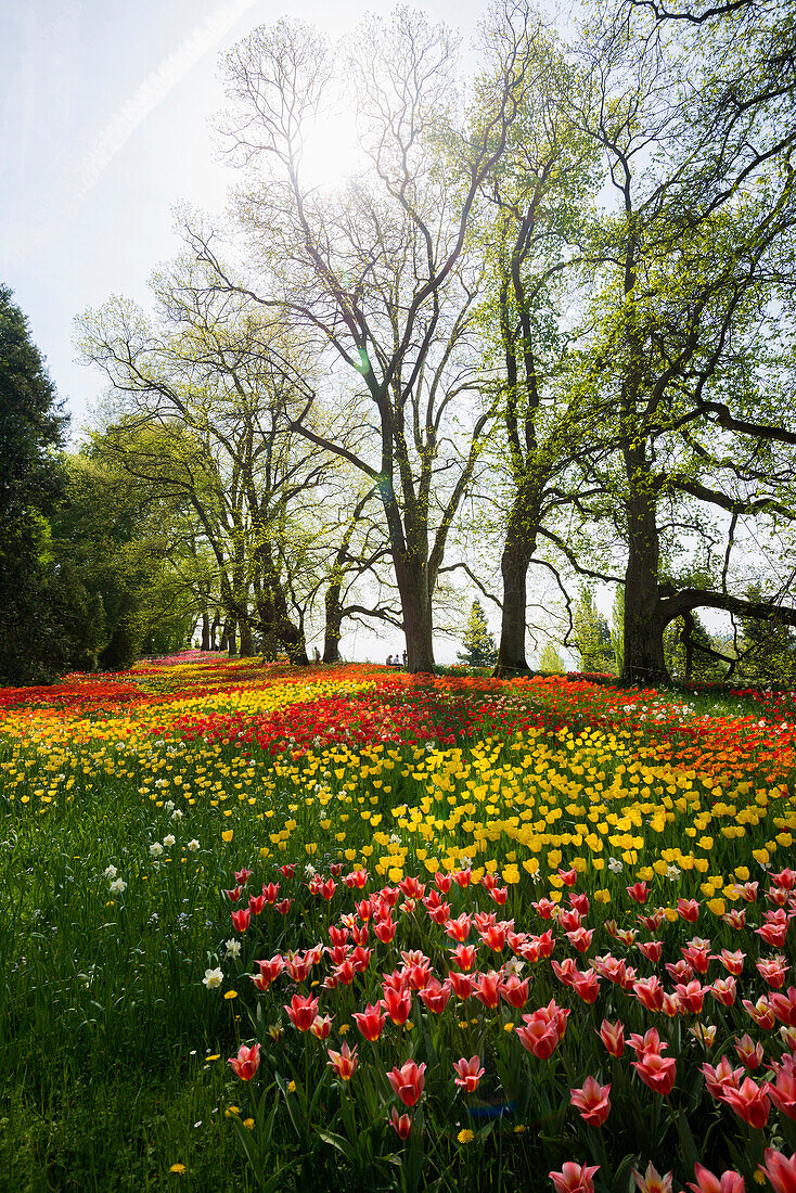 Blooming tulip meadows in spring, Mainau Island, Lake Constance, Baden-Württemberg, Germany