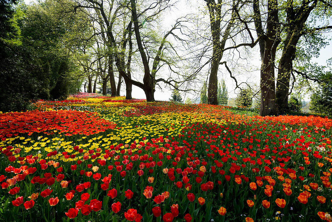 Blooming tulip meadows in spring, Mainau Island, Lake Constance, Baden-Württemberg, Germany