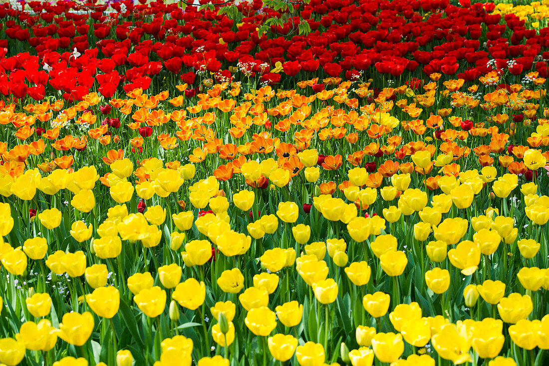 Blooming tulip meadows in spring, Mainau Island, Lake Constance, Baden-Württemberg, Germany