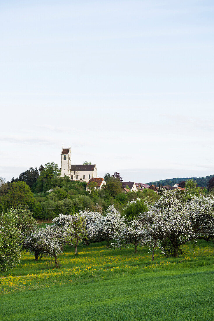 Blühende Streuobstwiese, Kirche Roggenbeuren, Deggenhausertal, Bodensee, Baden-Württemberg, Deutschland