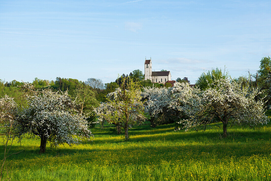 Blühende Streuobstwiese, Kirche Roggenbeuren, Deggenhausertal, Bodensee, Baden-Württemberg, Deutschland