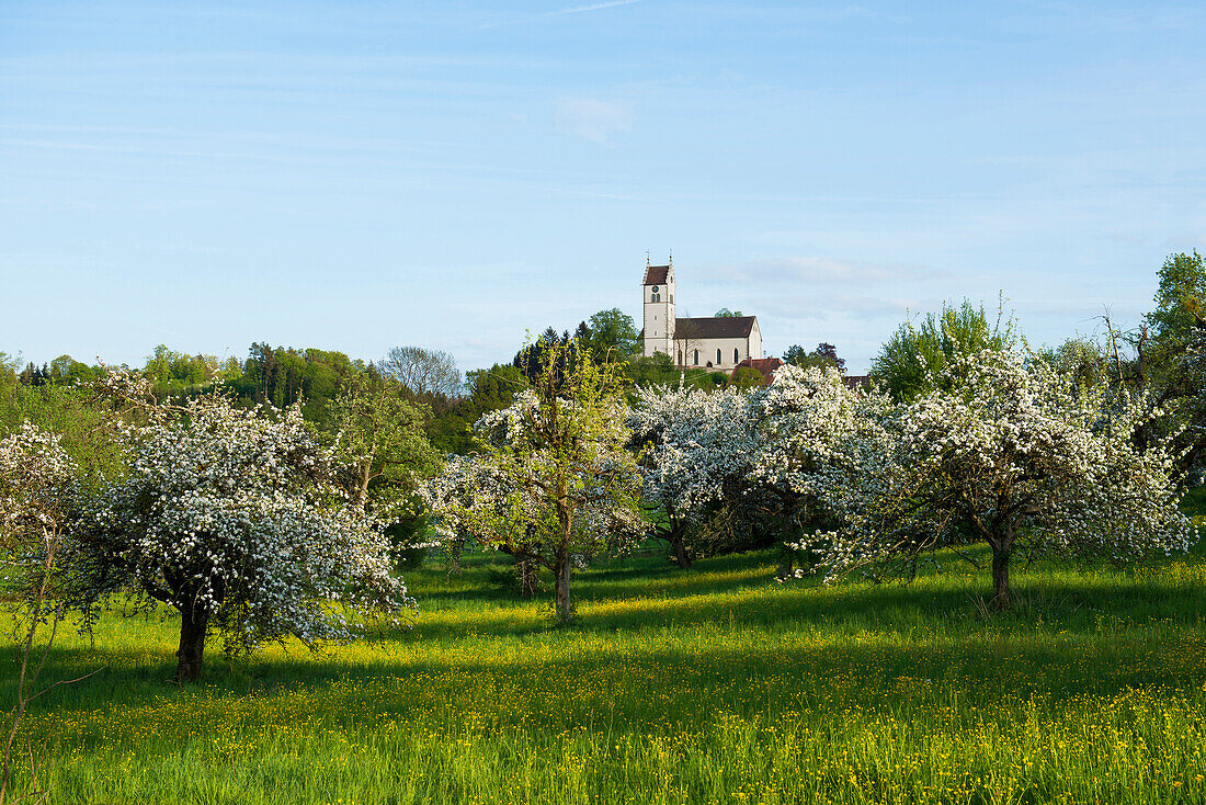 Flowering orchard meadow, church Roggenbeuren, Deggenhausertal, Lake Constance, Baden-Württemberg, Germany
