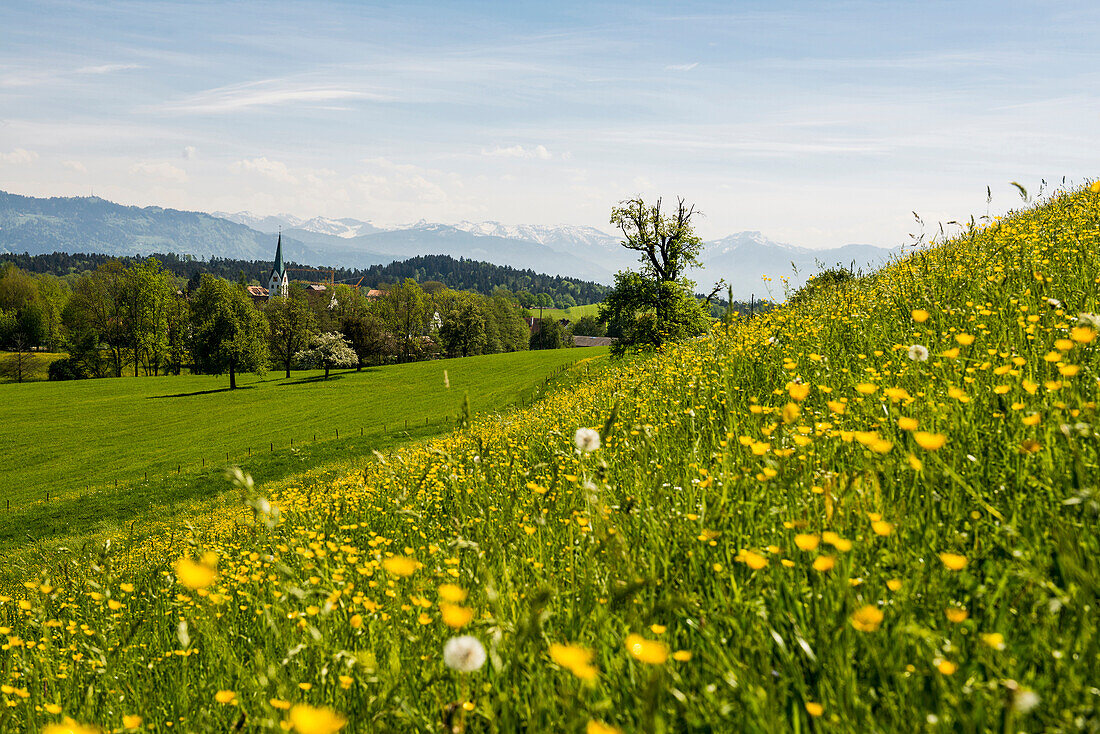 Blooming spring meadow and village, Gattnau, near Kressbronn, Lake Constance, Baden-Württemberg, Germany