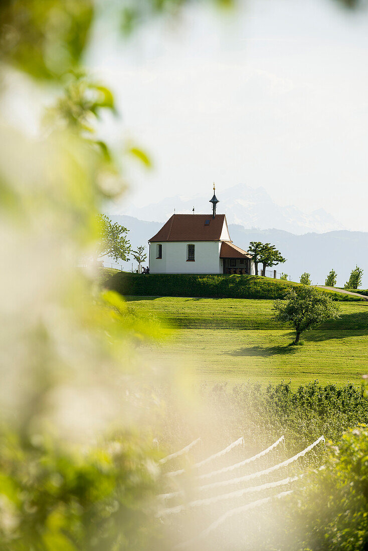 Blühende Apfelplantage, Antoniuskapelle, Selmnau, bei Wasserburg, Bodensee, Schwaben, Bayern, Deutschland