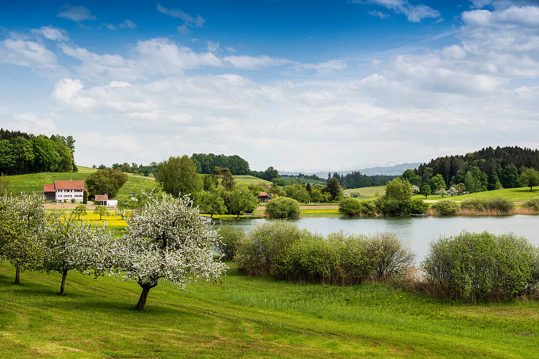 small lake in spring, Muttelsee, near Tettnang, Lake Constance, Baden-Württemberg, Germany