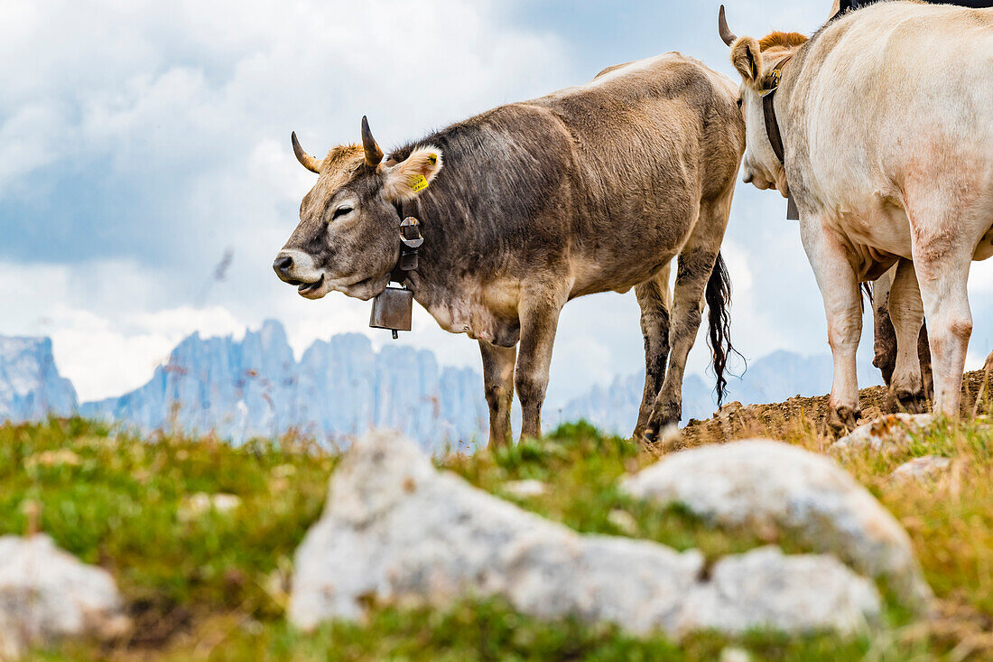 Kühe auf der Hochebene, Compatsch, Seiser Alm, Südtirol, Italien