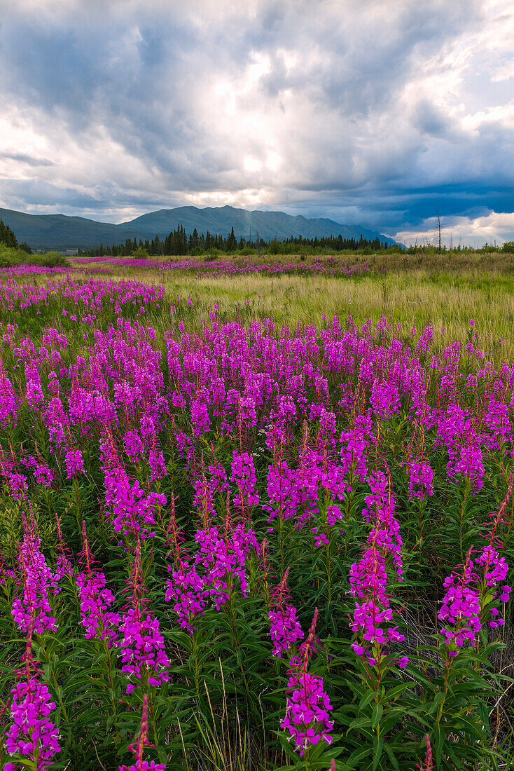 Schmalblättriges Weidenröschen am Strassenrand des Denali Highways, Alaska, USA