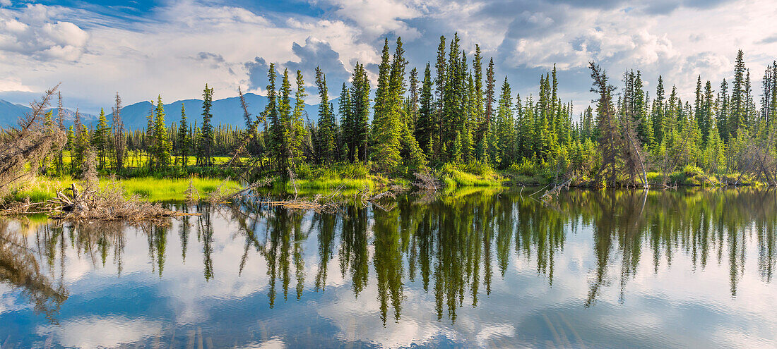 Schiefe Bäume  an einem kleinen See, Denali Highway, Alaska, USA