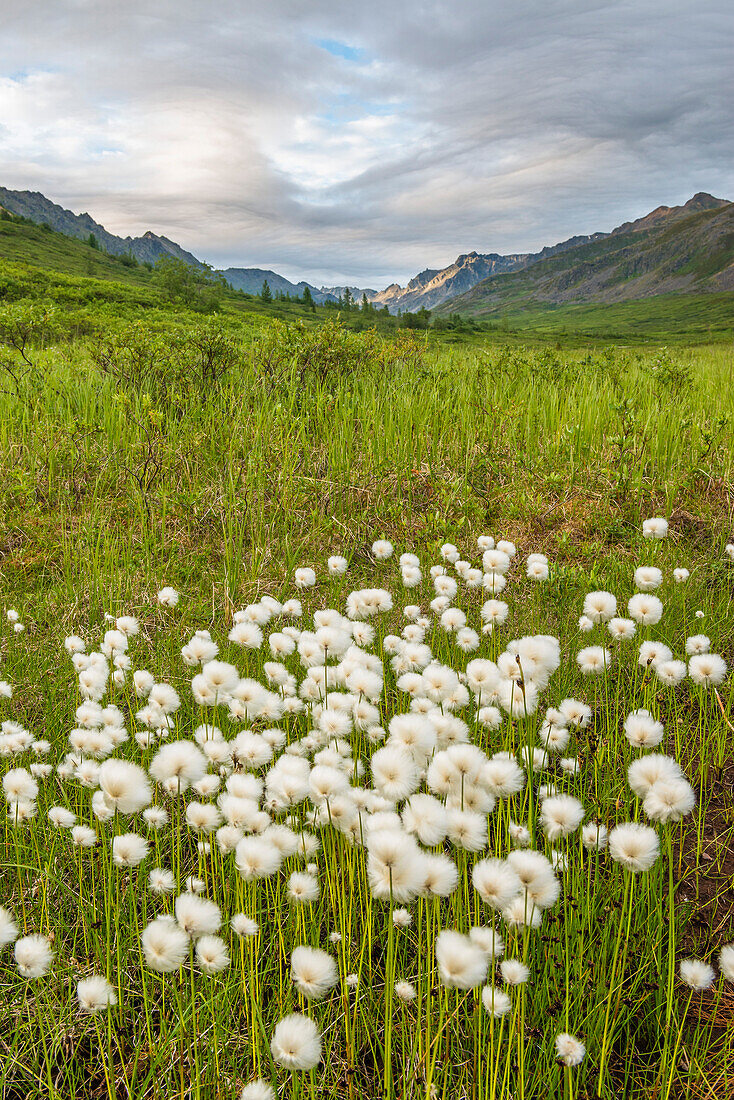 cotton grass near Hatcher pass, Alaska, USA