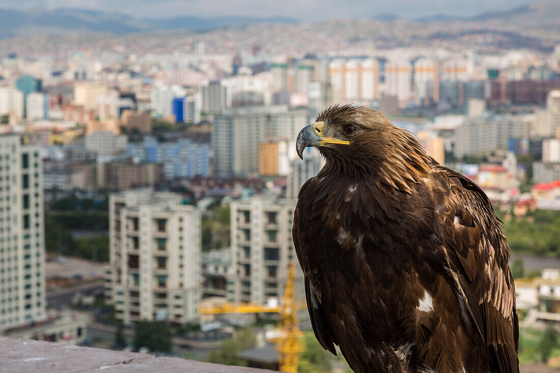golden eagle in front of the buildings in the city of ulan-bator, mongolia