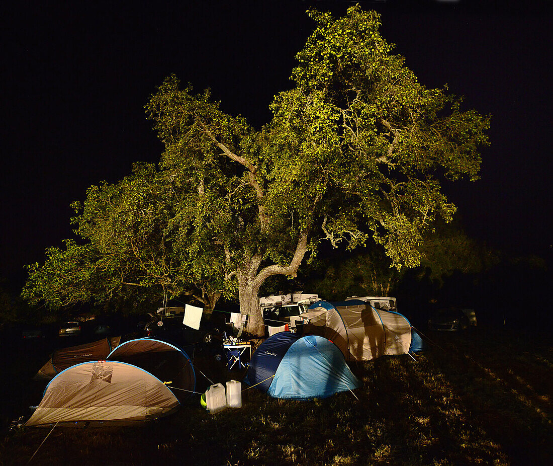 Europe, France, camp around an old oak tree in Burgundy