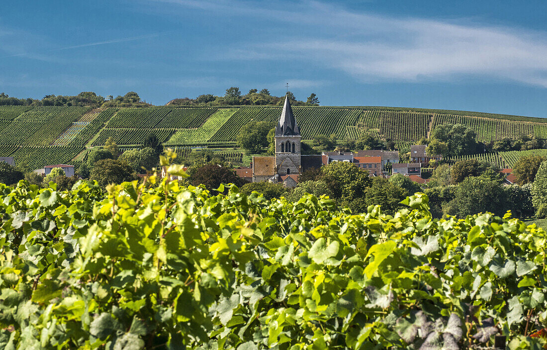 France, Grand Est, Marne, Ville Dommange in the middle of the vineyards, Coteaux de Champagne