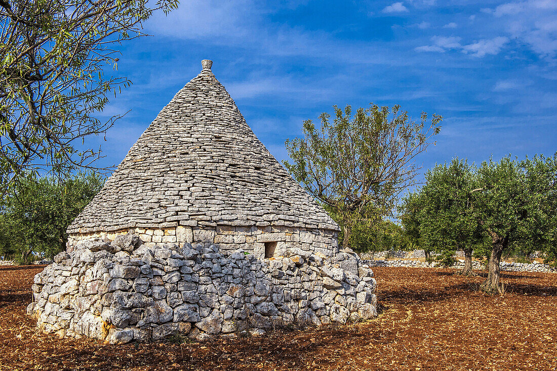 Italy, Apulia, Itria Valley, alond tree and trullo (fry-stone cabin witha conical roof) in a field