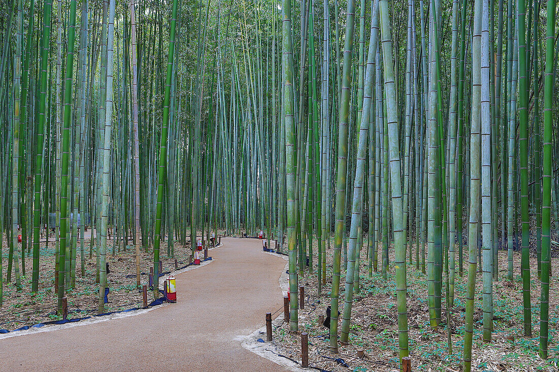 Japan, Kyoto City, Arashiyama Bambu Grove
