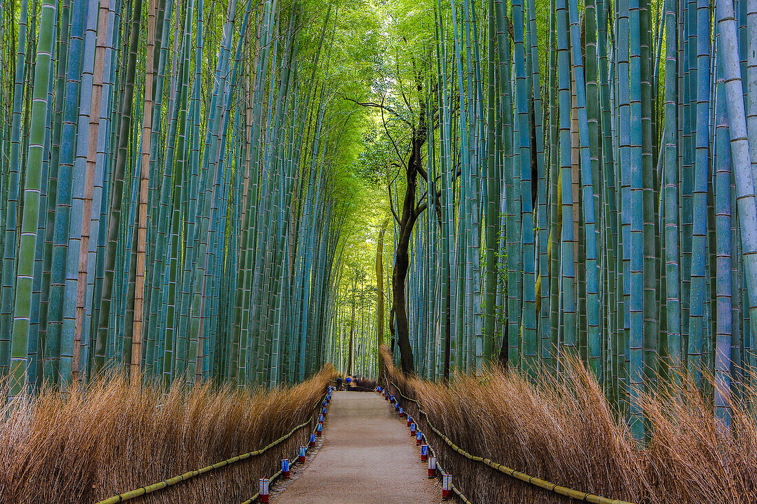 Japan, Kyoto City, Arashiyama Bambu Grove