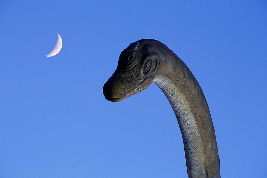 Normandy. Manche. Lingreville. Raptor Park. Brachiosaurus at dusk. In the background crescent moon. Specify Raptor Park in legend.