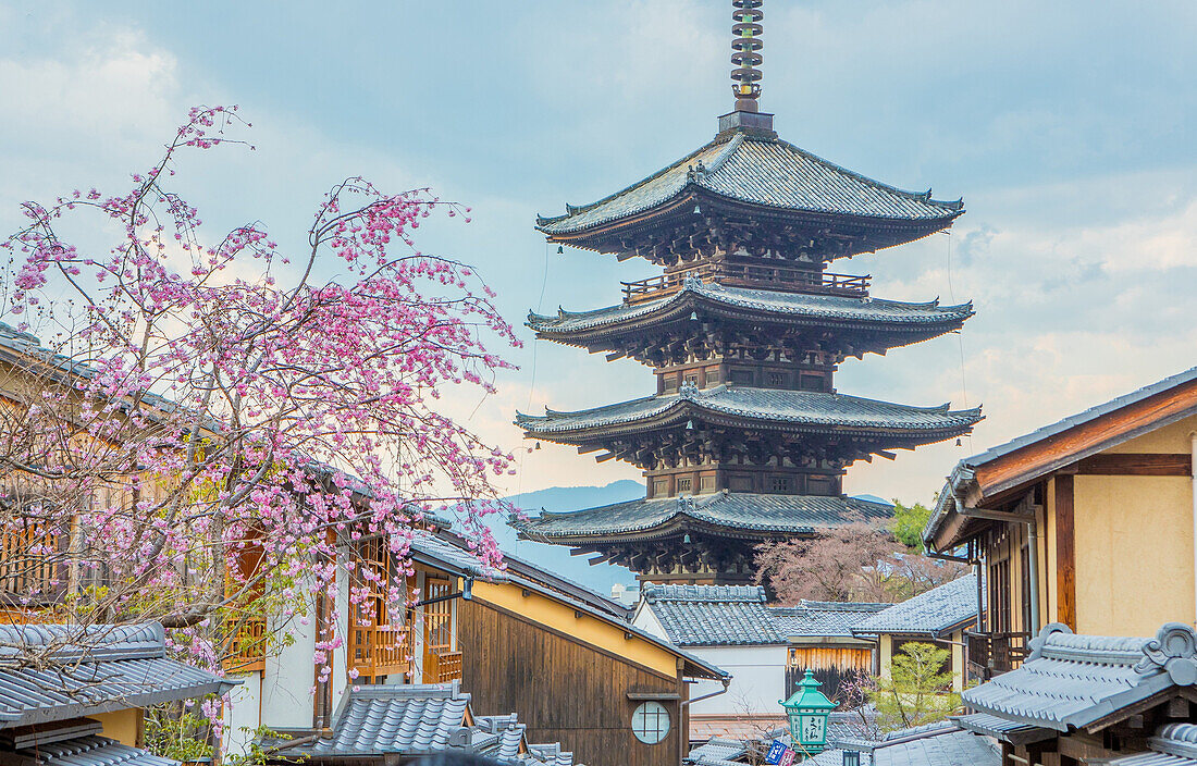 Japan, Kyoto City, Pagoda and blossoms