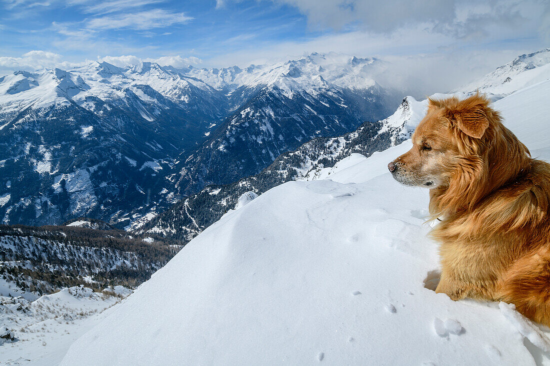 Hund liegt im Schnee und blickt auf verschneites Bergpanorama, Ankogelgruppe, Hohe Tauern, Kärnten, Österreich