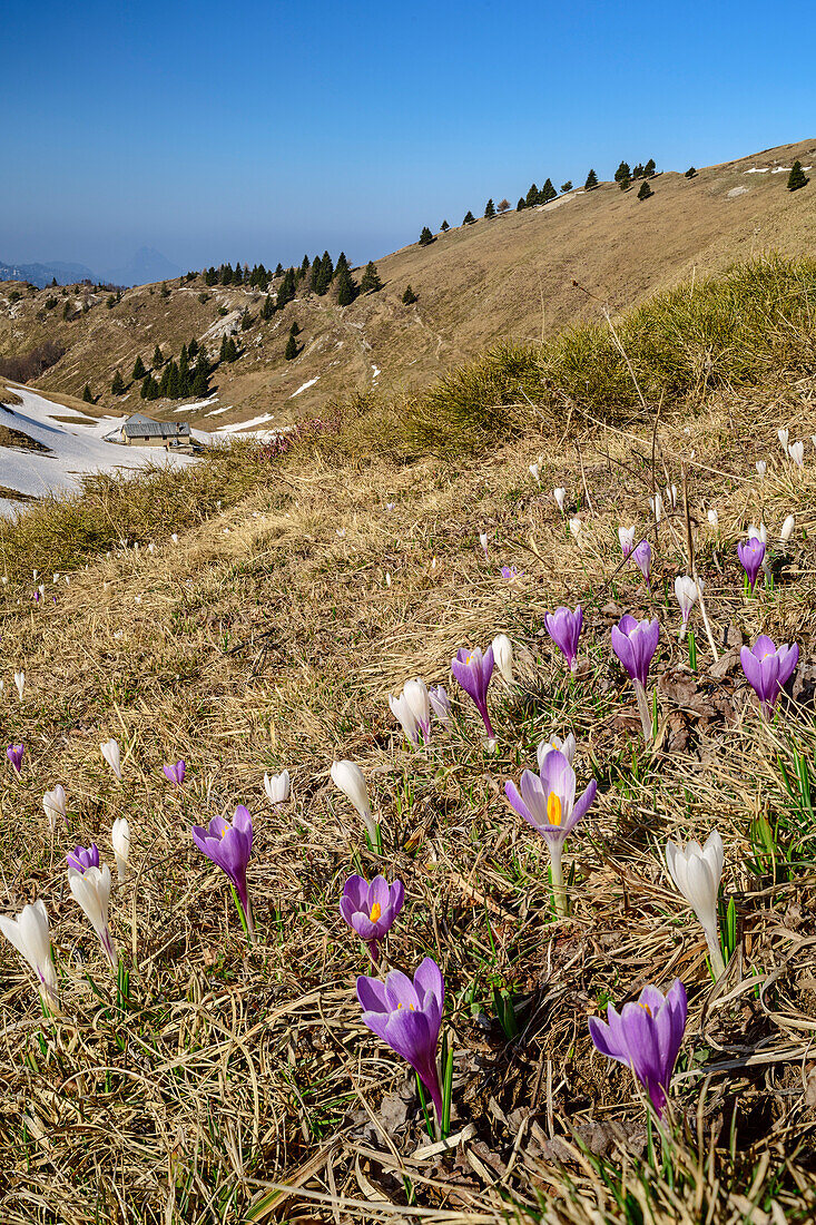 Krokus blühen auf Almwiese, Monte Caret, Gardasee, Gardaseeberge, Trentino, Italien