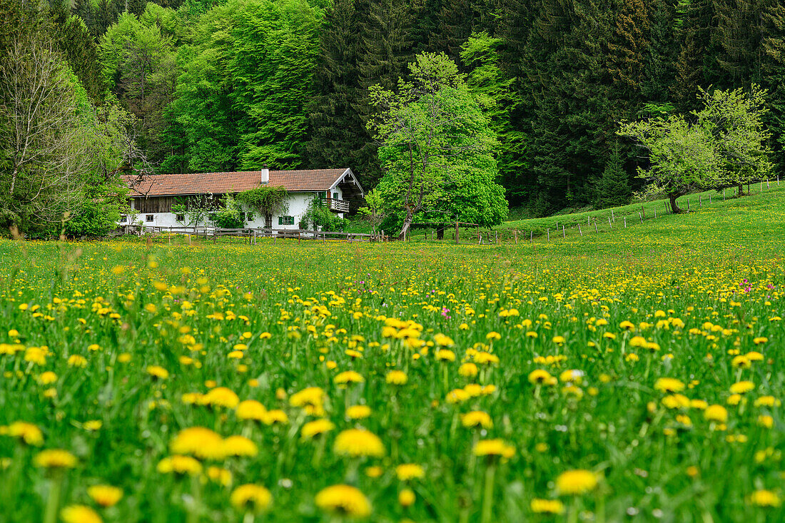 Blumenwiese mit Alm im Hintergrund, Hochries, Chiemgauer Alpen, Chiemgau, Oberbayern, Bayern, Deutschland