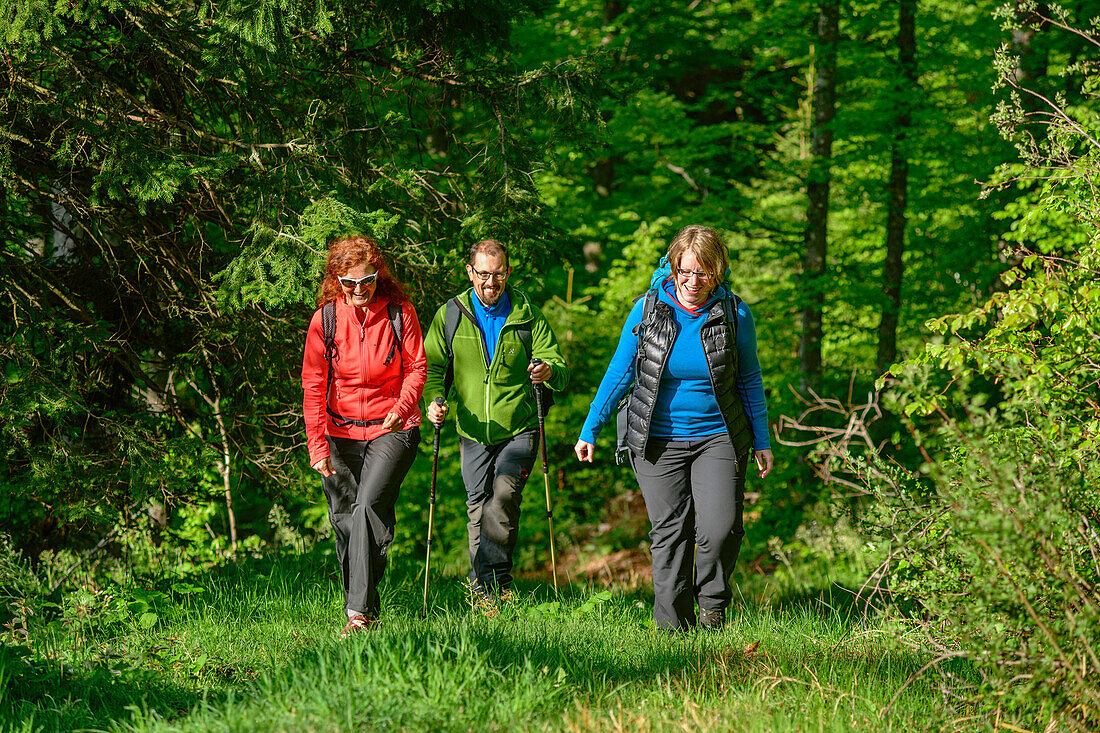 Drei Personen wandern durch Wald, Feldberg, Albsteig, Schwarzwald, Baden-Württemberg, Deutschland