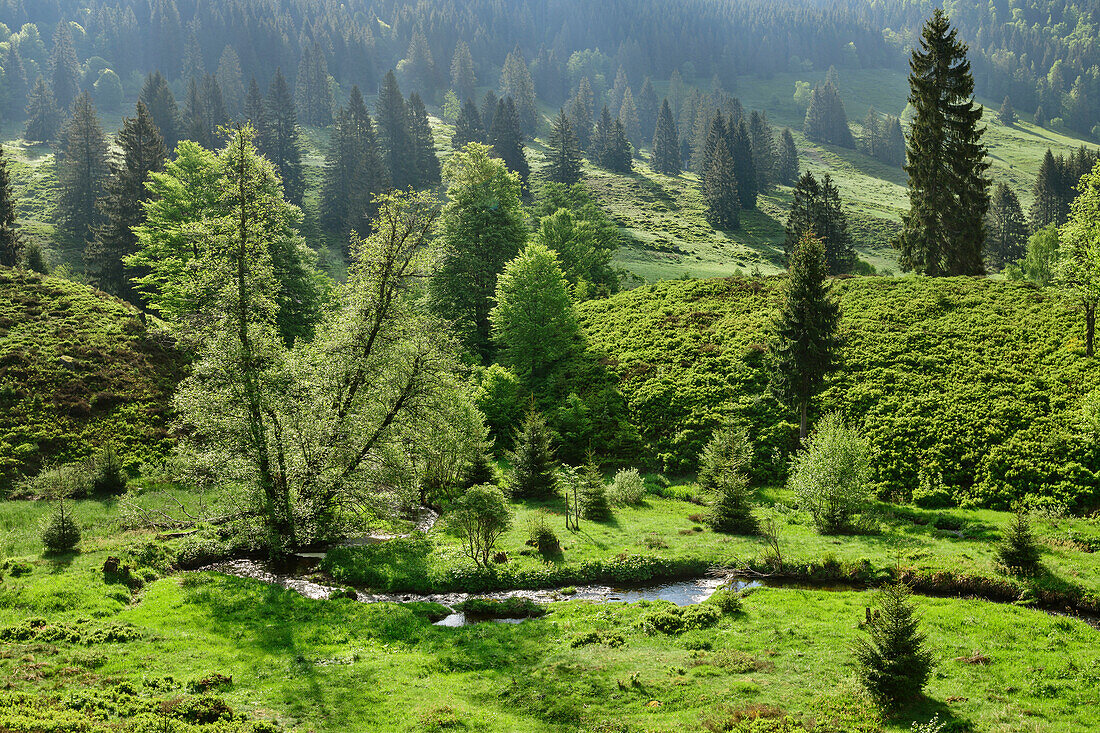 Bach an der Klusenmoräne, Feldberg, Albsteig, Schwarzwald, Baden-Württemberg, Deutschland