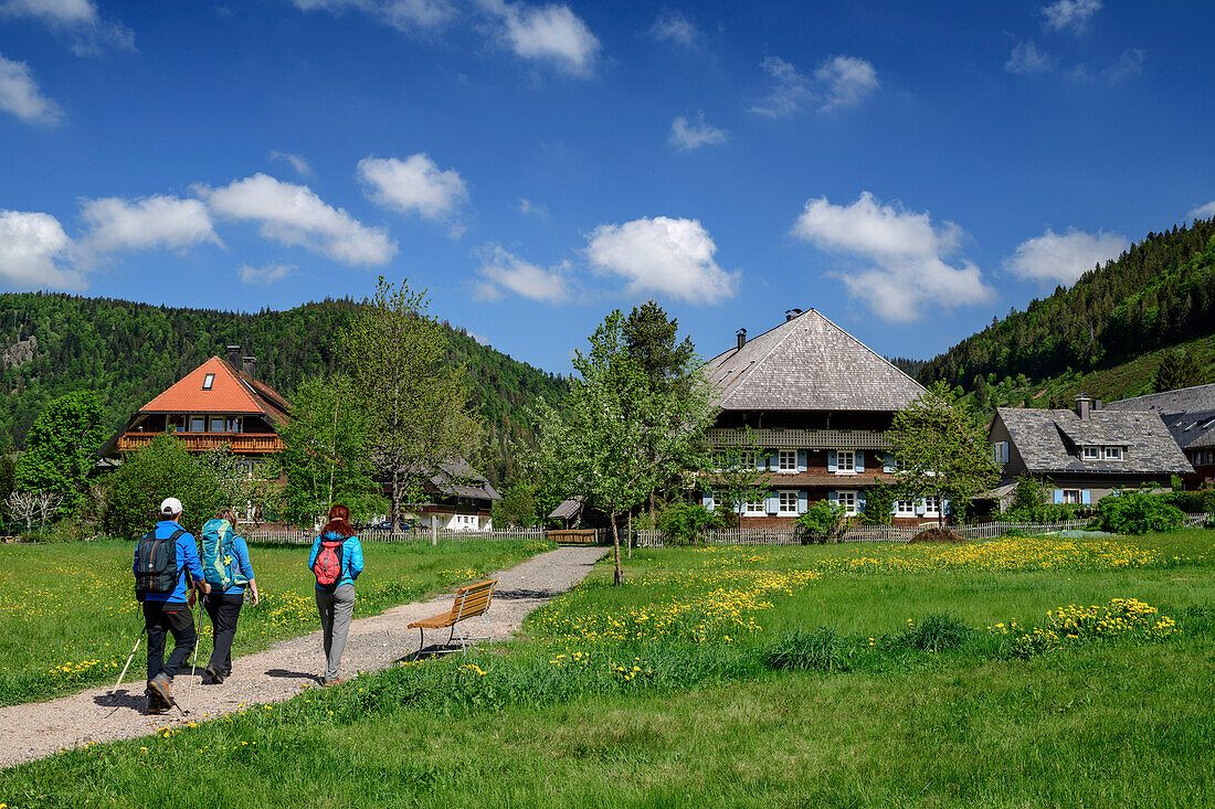 Three persons hiking on trail through Menzenschwand, Menzenschwand, Albsteig, Black Forest, Baden-Wuerttemberg, Germany
