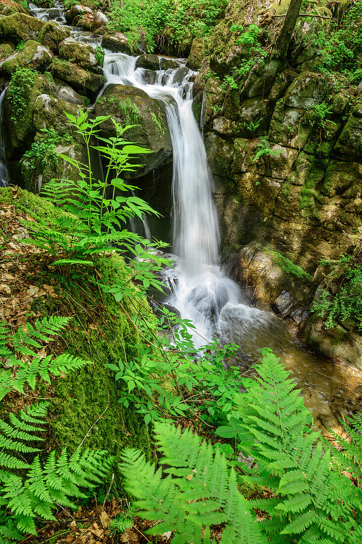 Höllbach-Wasserfall, Albsteig, Schwarzwald, Baden-Württemberg, Deutschland