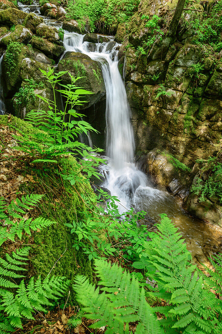 Waterfall Hoellbach, Albsteig, Black Forest, Baden-Wuerttemberg, Germany