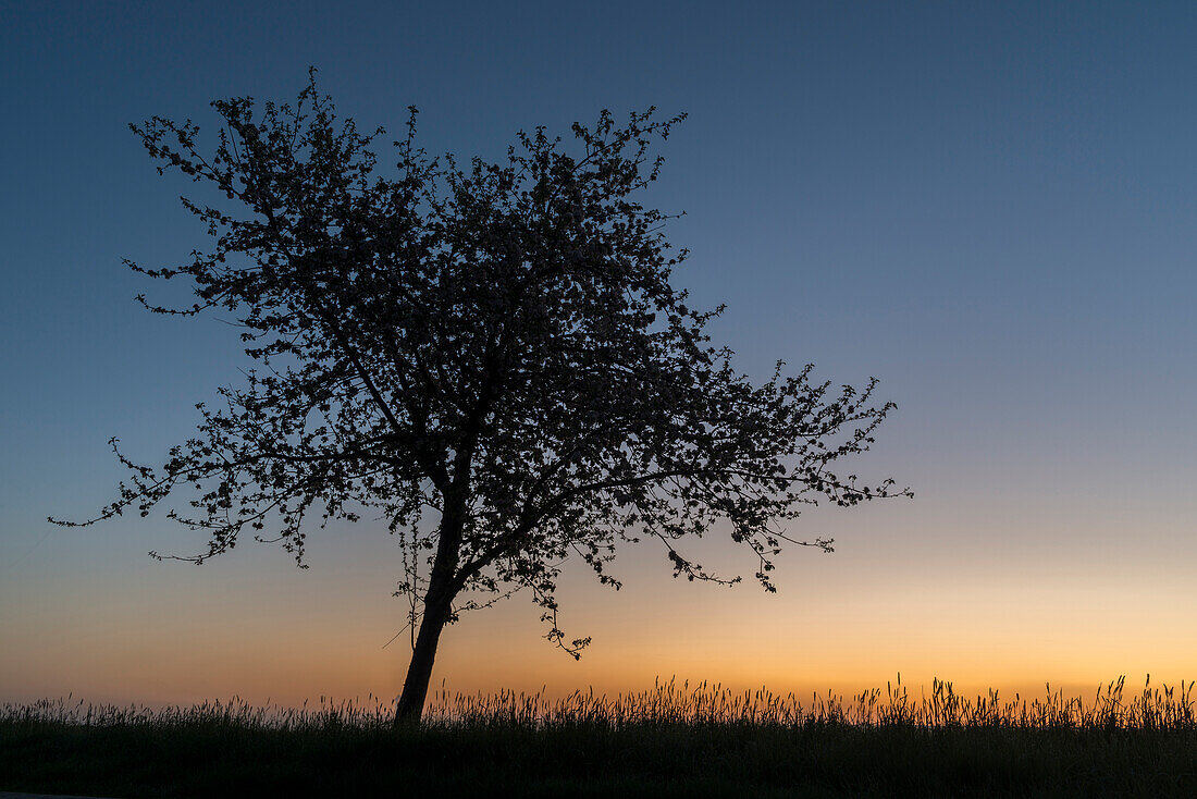 Apfelbaum, Silhouette, Morgendämmerung, Nebel, Petersgroden, Bockhorn, Landkreis Friesland, Niedersachsen, Deutschland, Europa