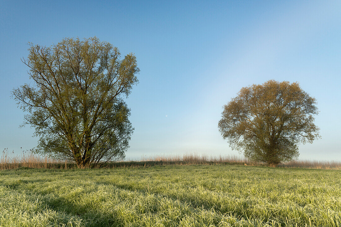Willow Tree, Field, Fog, Morning, Etzel, Friedeburg, Wittmund - District, Lower Saxony, Germany, Europe