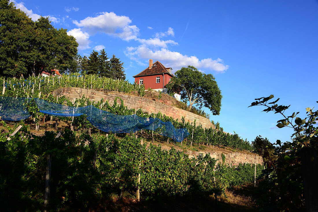 Max-Klinger winery near Naumburg, Saxony-Anhalt, Eastgermany, Germany