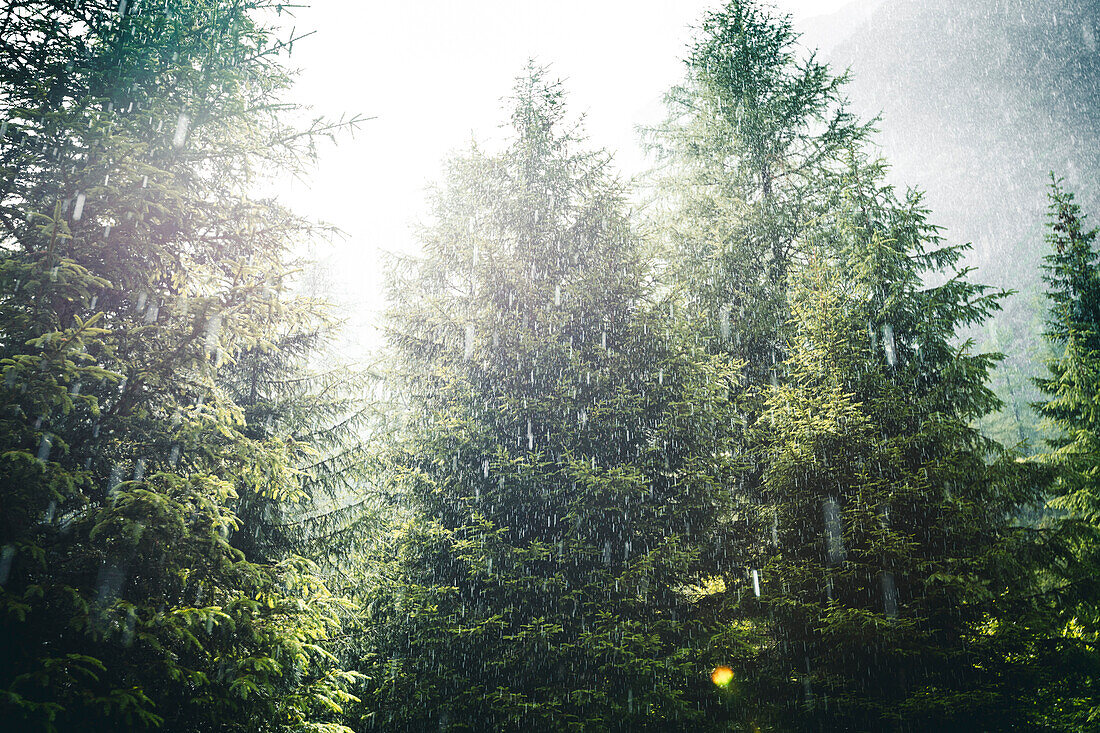 Sonnenstrahl bei Regen im Wald, E5, Alpenüberquerung, 2. Etappe, Lechtal, Holzgau, Tirol, Österreich, Kemptner Hütte zur Memminger Hütte