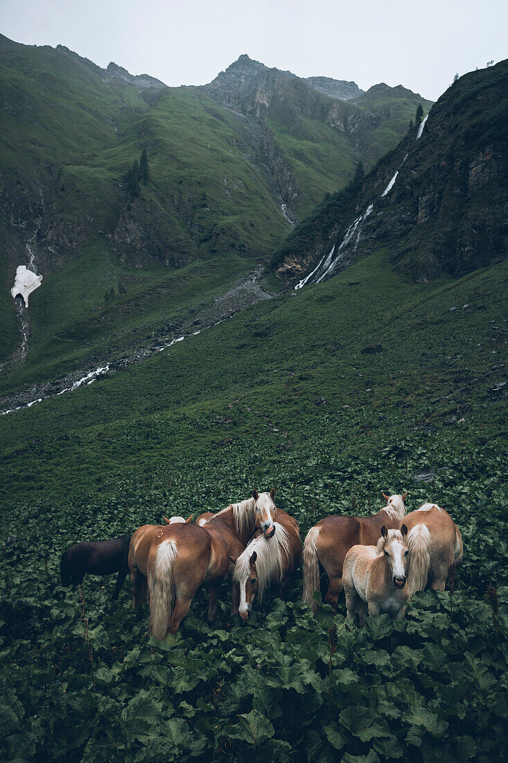 Horse herd on mountain meadow, E5, Alpenüberquerung, 2nd stage, Lechtal, Kemptner Hütte  to Memminger Hütte, tyrol, austria, Alps