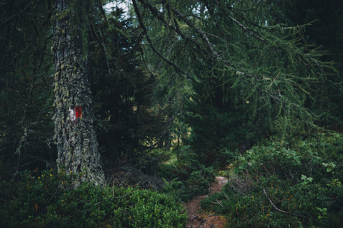 Wegweiser Markierung auf moosigen Baum,E5, Alpenüberquerung, 4. Etappe, Skihütte Zams, Pitztal, Lacheralm, Wenns, Gletscherstube,  Österreich, Zams zur Braunschweiger Hütte