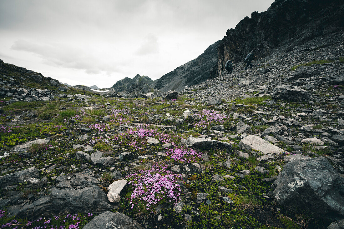 Mountain flowers in the rubble in front of two hikers, E5, Alpenüberquerung, 3rd stage, Seescharte,Inntal, Memminger Hütte to  Unterloch Alm, tyrol, austria, Alps