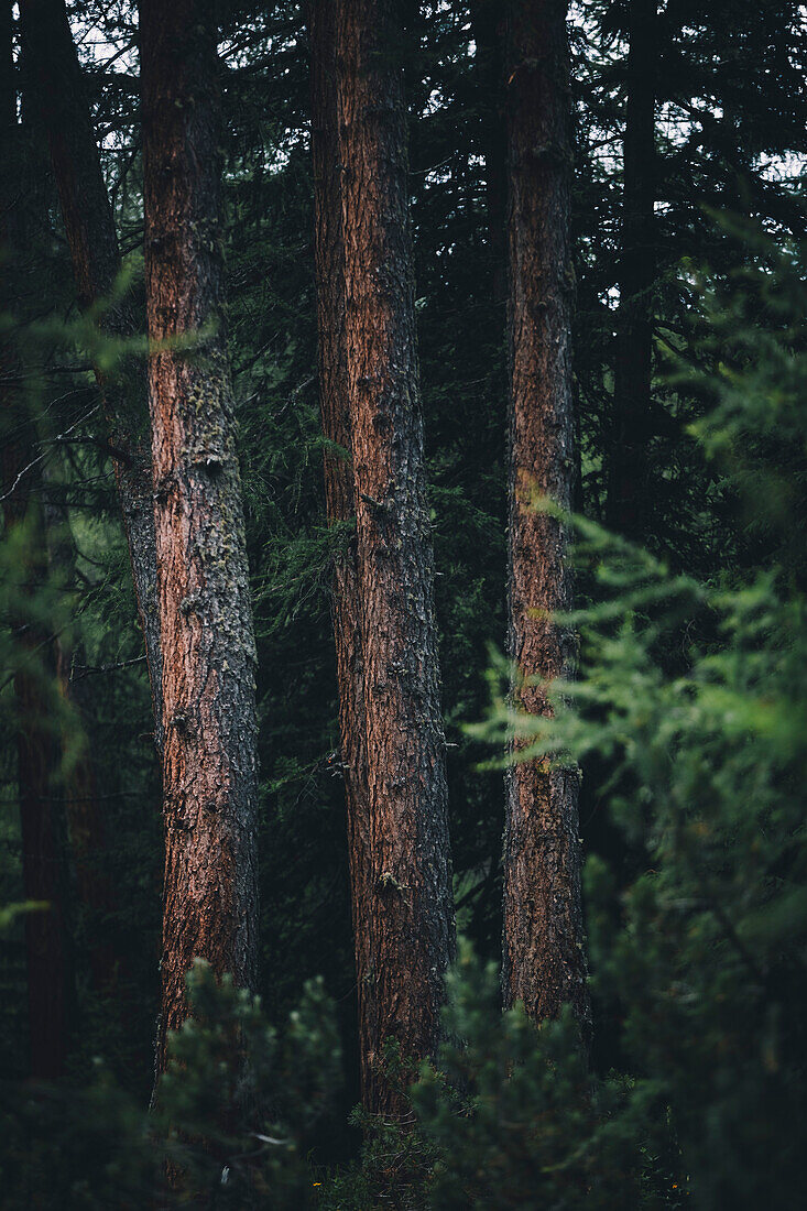 Spruce tree trunks in the forest, E5, Alpenüberquerung, 4th stage, Skihütte Zams,Pitztal,Lacheralm, Wenns, Gletscherstube, Zams to  Braunschweiger Hütte, tyrol, austria, Alps