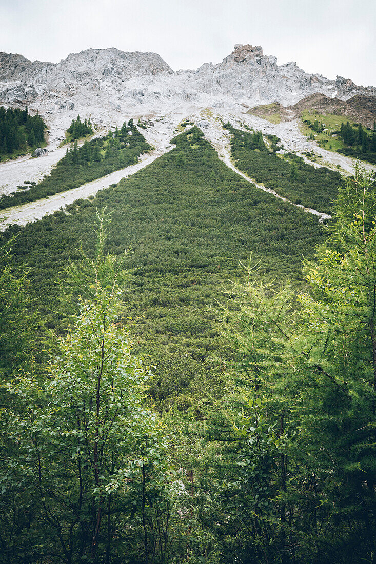 Forest border with summit in the background, E5, Alpenüberquerung, 3rd stage, Seescharte,Inntal, Memminger Hütte to  Unterloch Alm, tyrol, austria, Alps
