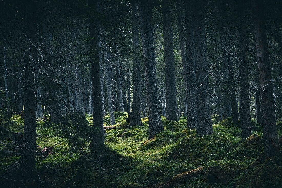 Lichtspiel im Wald,E5, Alpenüberquerung, 3. Etappe, Seescharte, Inntal, Tirol, Österreich, Memminger Hütte zur Unterloch Alm