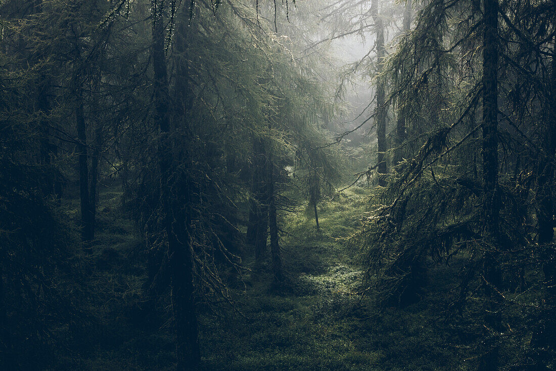 Mature forest in fog mood, E5, Alpenüberquerung, 4th stage, Skihütte Zams,Pitztal,Lacheralm, Wenns, Gletscherstube, Zams to  Braunschweiger Hütte, tyrol, austria, Alps