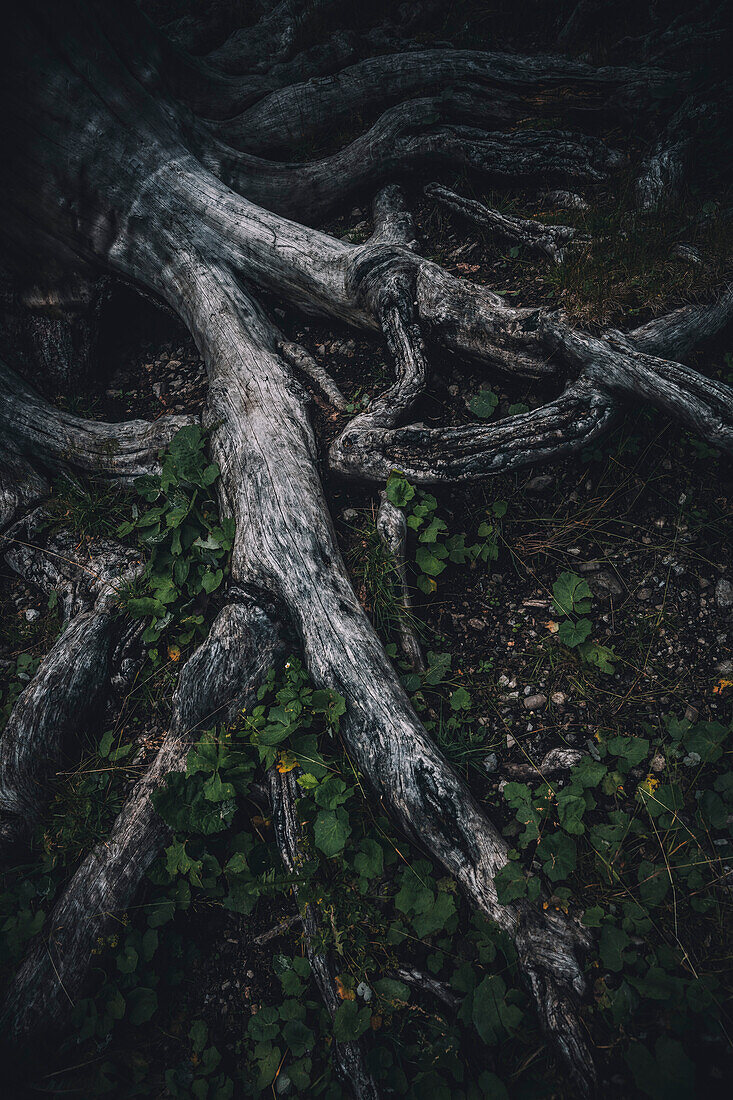 Old root of a tree, E5, Alpenüberquerung, 3rd stage, Seescharte,Inntal, Memminger Hütte to  Unterloch Alm, tyrol, austria, Alps