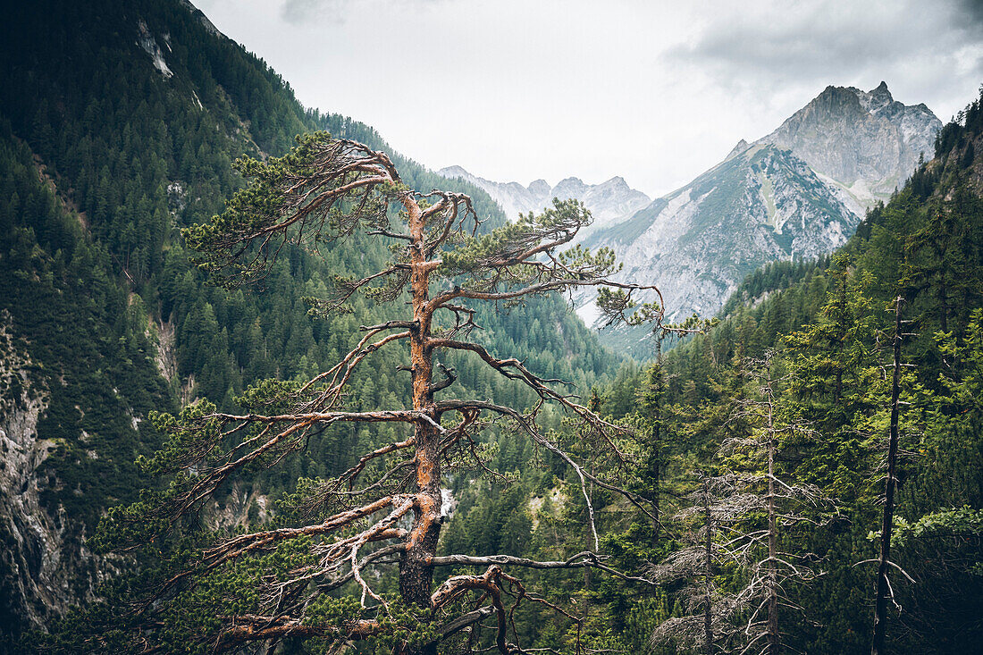 Baumspitzen mit Bergipfel im Hintergrund,E5, Alpenüberquerung, 3. Etappe, Seescharte, Inntal, Tirol, Österreich, Memminger Hütte zur Unterloch Alm