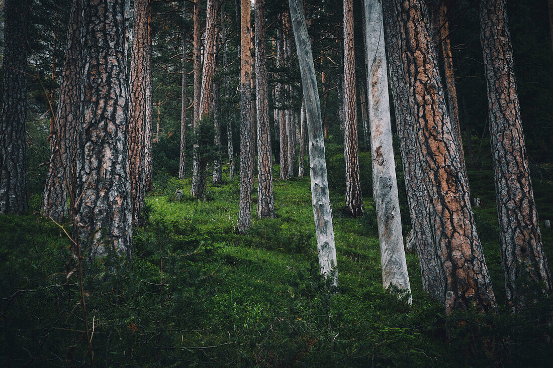 Lichtspiel im Wald,E5, Alpenüberquerung, 3. Etappe, Seescharte, Inntal, Tirol, Österreich, Memminger Hütte zur Unterloch Alm